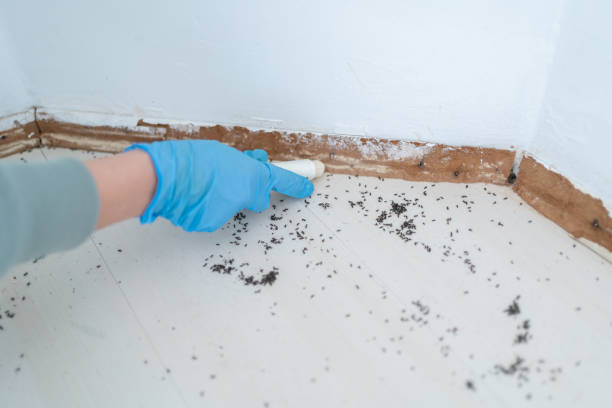 Best Wasp Removal Services  in Royal Oak, MI